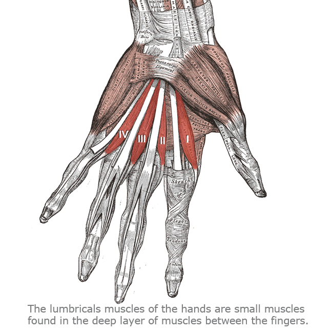 ntwd-lumbricals-hand-musclesa ntwd-lumbricals-hand-musclesa