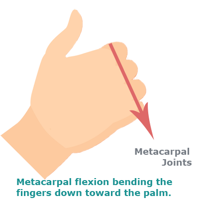 rtwd--flexion-metacarpal rtwd--flexion-metacarpal