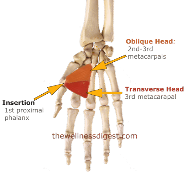 Adductor Pollicis Origin and Insertion Image showing the adductor pollicis origin and insertion.