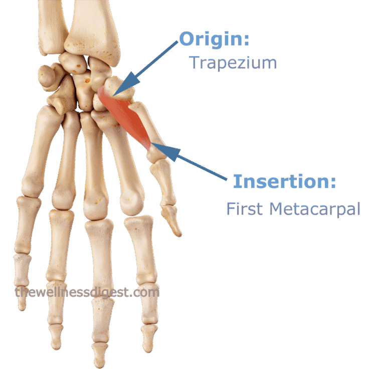 Opponens Pollicis Muscle Image showing the connections of the opponens pollicis muscle.