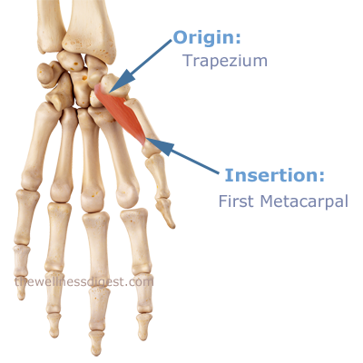 Image of opponens pollicis muscle origin and insertion.