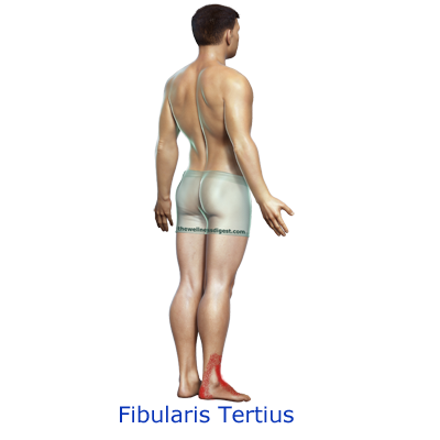 twd-peroneus-tertius-pain-link