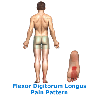 ntwd-flexor-digitorum-longus-link