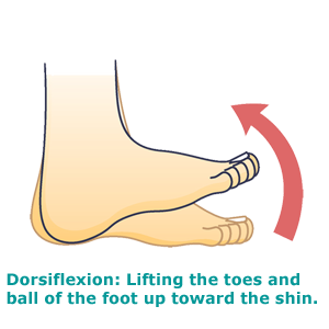 dorsiflexion-foot-n dorsiflexion-foot-n