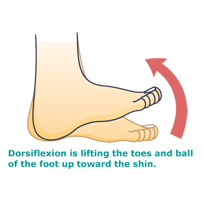 Extensor Digitorum Longus Muscle: Toe And Top Of The Foot Pain - The ...
