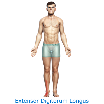 edl-pain-link