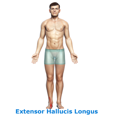 ntwd-extensor-hallucis-longus-pain-linka
