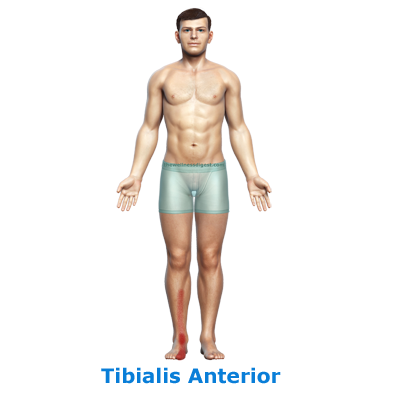 ntwd-tibialis-anterior-linka