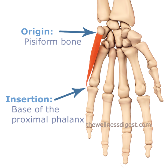 Abductor Digiti Minimi Hand Muscle Origin and Insertion Image of the origin and insertion of the abductor digiti minimi hand muscle.