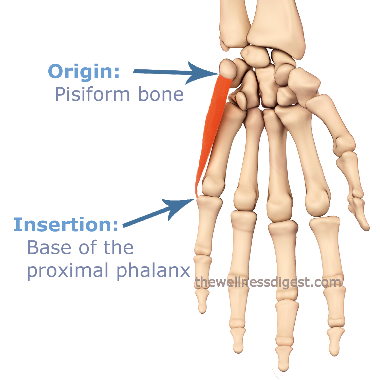 Abductor Digiti Minimi Hand Muscle: Little Finger Pain