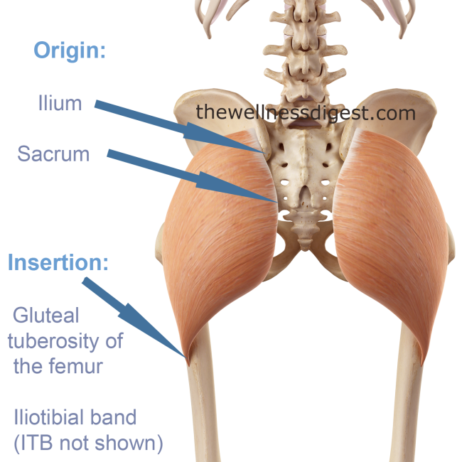 Illustration of the gluteus maximus origin and insertion